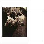 Lys (Lilies) by Eugène Atget