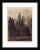 Cathedral Spires - Yo Semite by Carleton Watkins