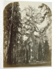 Grizzly Giant Mariposa Grove - 33 ft. Diam. by Carleton Watkins