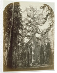 Grizzly Giant Mariposa Grove - 33 ft. Diam. by Carleton Watkins