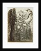 Grizzly Giant Mariposa Grove - 33 ft. Diam. by Carleton Watkins