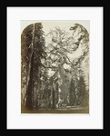 Grizzly Giant Mariposa Grove - 33 ft. Diam. by Carleton Watkins