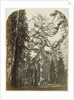 Grizzly Giant Mariposa Grove - 33 ft. Diam. by Carleton Watkins