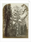 Grizzly Giant Mariposa Grove - 33 ft. Diam. by Carleton Watkins
