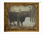 Four Men Posed with a Bull by Anonymous