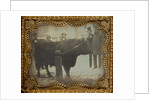 Four Men Posed with a Bull by Anonymous