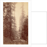 Big Tree Station, Santa Cruz by William Henry Jackson