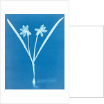 Leucojam Varium by Anna Atkins