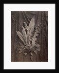 An Arrangement of Tobacco Leaves and Grass by Charles Aubry