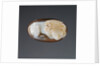 Cameo Gem by Anonymous