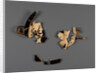 Attic White-Ground Cup (Lipped Inside) Fragment with Dionysos and a Satyr and One Black-Gloss Cup Fragment (rim) by Onesimos
