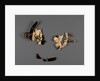 Attic White-Ground Cup (Lipped Inside) Fragment with Dionysos and a Satyr and One Black-Gloss Cup Fragment (rim) by Onesimos