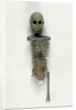Miniature Skeleton by Anonymous