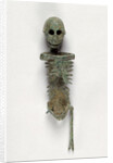 Miniature Skeleton by Anonymous