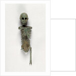Miniature Skeleton by Anonymous