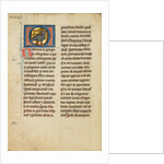 A Jackdaw by Anonymous