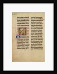 A Kite (Bird) by Anonymous
