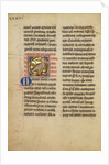A Kite (Bird) by Anonymous