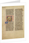 A Kite (Bird) by Anonymous
