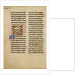 A Kite (Bird) by Anonymous