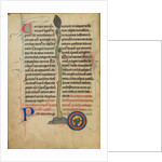 A Dead Turtle Dove in a Nest by Anonymous