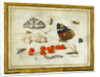Butterfly, Caterpillar, Moth, Insects, and Currants by Jan van Kessel II