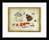 Butterfly, Caterpillar, Moth, Insects, and Currants by Jan van Kessel II