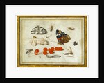 Butterfly, Caterpillar, Moth, Insects, and Currants by Jan van Kessel II