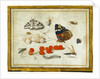 Butterfly, Caterpillar, Moth, Insects, and Currants by Jan van Kessel II