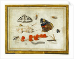 Butterfly, Caterpillar, Moth, Insects, and Currants by Jan van Kessel II
