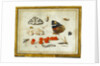 Butterfly, Caterpillar, Moth, Insects, and Currants by Jan van Kessel II