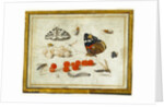 Butterfly, Caterpillar, Moth, Insects, and Currants by Jan van Kessel II