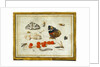 Butterfly, Caterpillar, Moth, Insects, and Currants by Jan van Kessel II