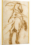 Study of a Rearing Horse by Jacques Callot