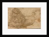 Study of a Lion by Lucas Cranach the Elder