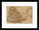 Study of a Lion by Lucas Cranach the Elder