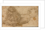 Study of a Lion by Lucas Cranach the Elder