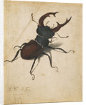 Stag Beetle by Albrecht Dürer