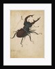 Stag Beetle by Albrecht Dürer