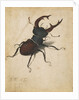 Stag Beetle by Albrecht Dürer