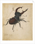 Stag Beetle by Albrecht Dürer