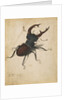 Stag Beetle by Albrecht Dürer