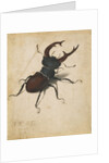 Stag Beetle by Albrecht Dürer