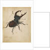 Stag Beetle by Albrecht Dürer