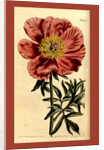 19th century botanical colour print by Anonymous