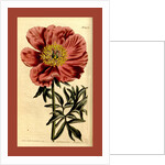 19th century botanical colour print by Anonymous