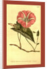 Botanical print by Sydenham Teast Edwards