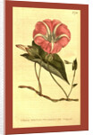 Botanical print by Sydenham Teast Edwards