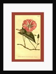 Botanical print by Sydenham Teast Edwards