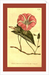 Botanical print by Sydenham Teast Edwards